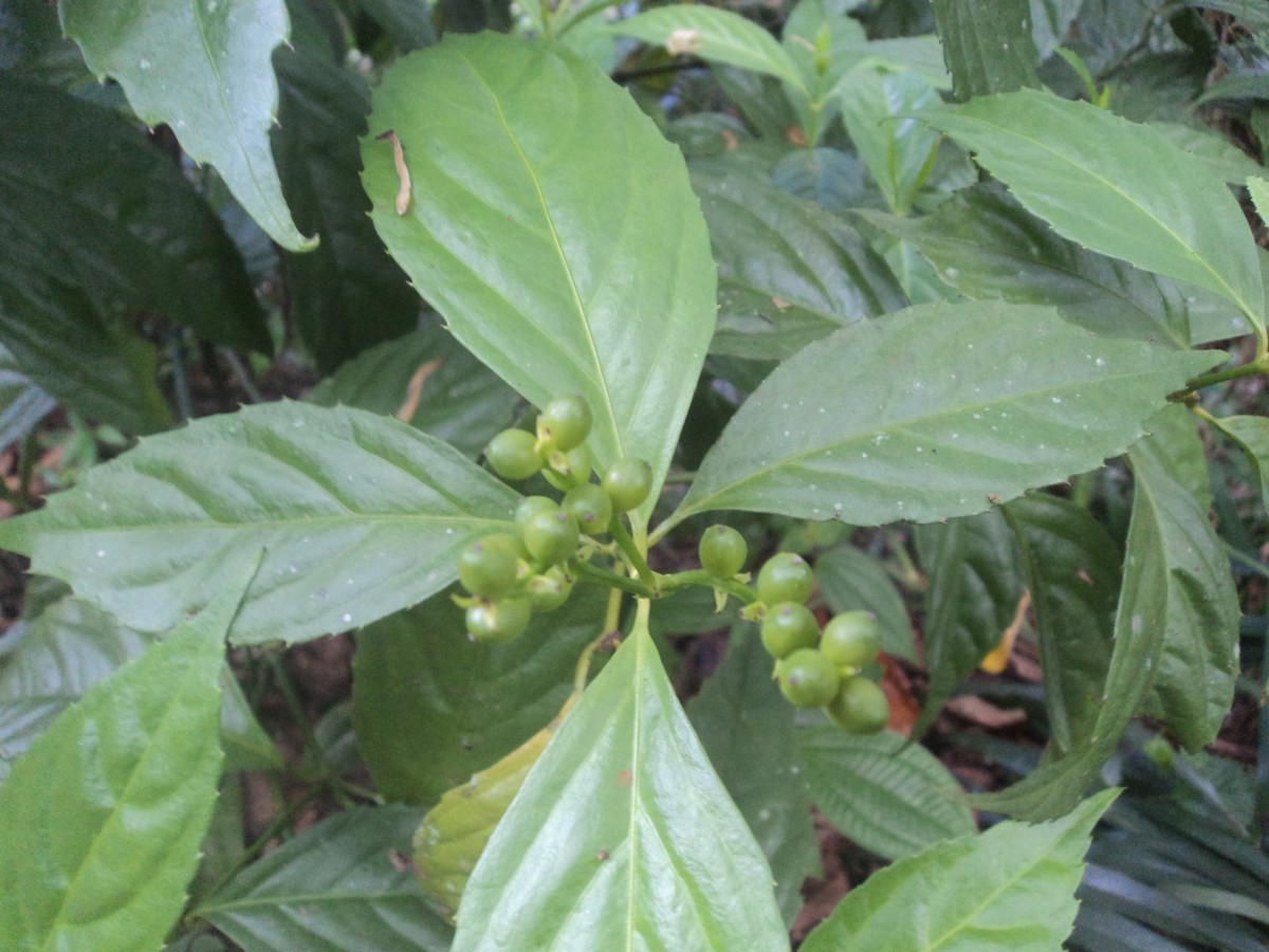 Sarcandra glabra (Thunb.) Nakai